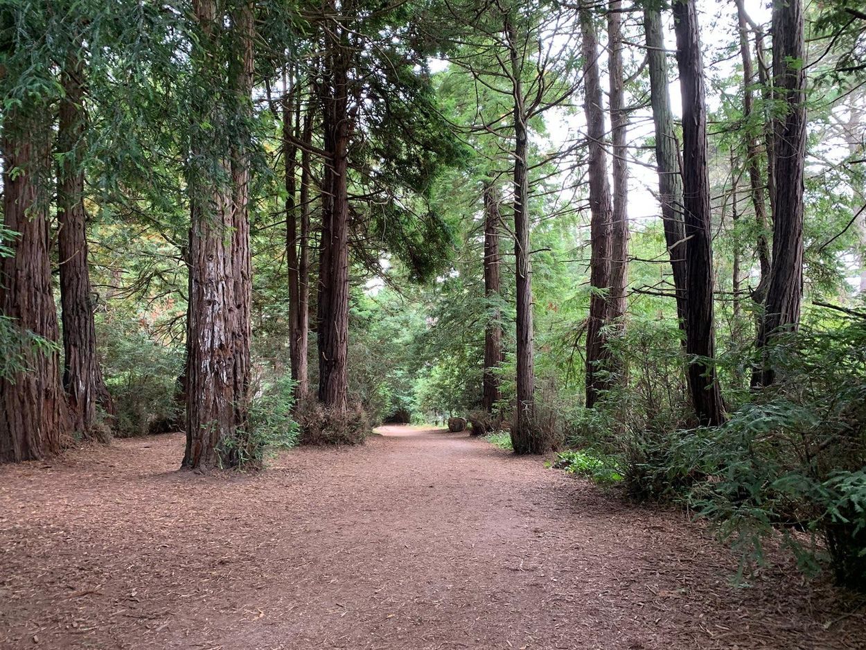 A wide path through a forest of tall redwoods.