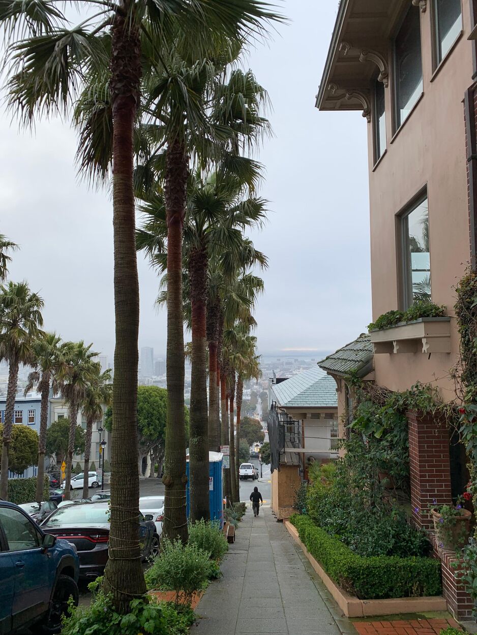 A view down a steep hill on a sidewalk lined with palm trees on an overcast, drizzly day.