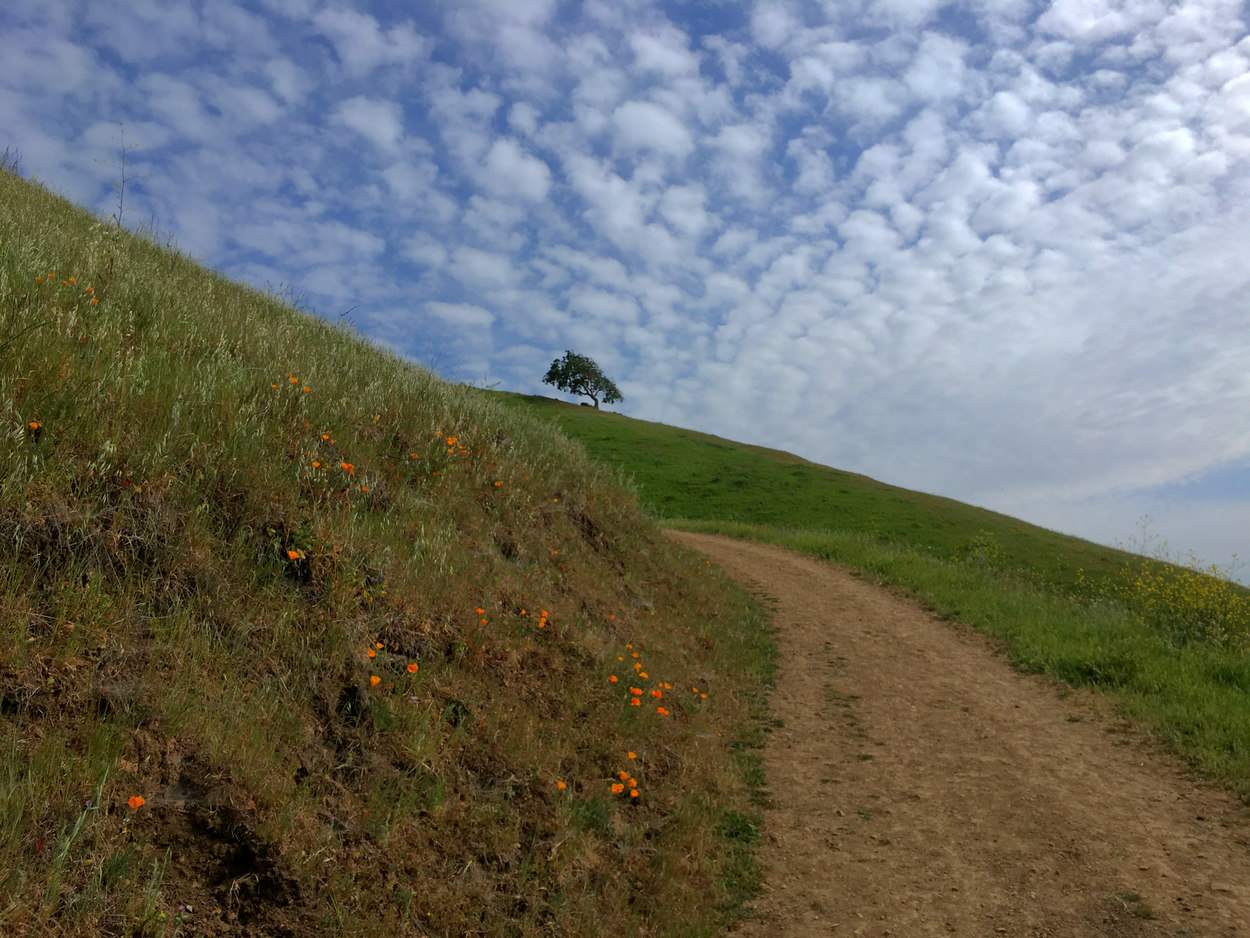 California poppies bloom alongside a trail on the rolling hills of Vargas Plateau.